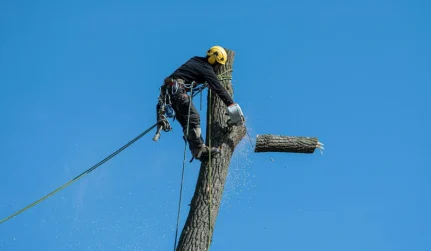 Tree Services